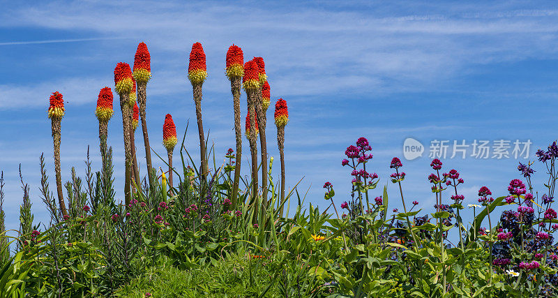 生长在英国肯特郡的Kniphofia Uvaria